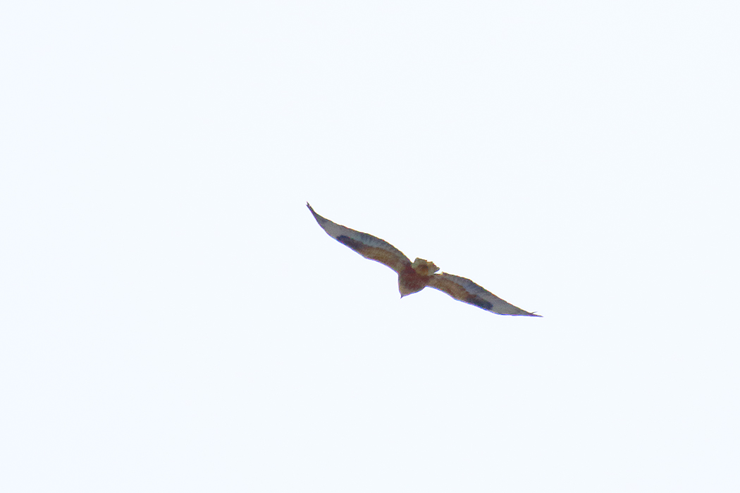 Long-legged Buzzard